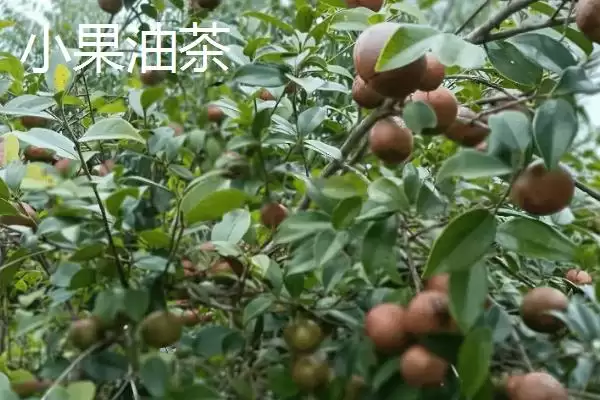 图片[2]-品质好的油茶苗小果油茶、攸县油茶为啥好？-会东网