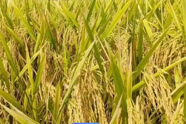 图片[4]-巨型稻为啥难以推广？种植存在局限性，探究原因-会东网