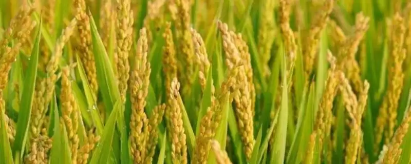 锦两优128秧田播种量？12-15千克，精准育秧-会东网