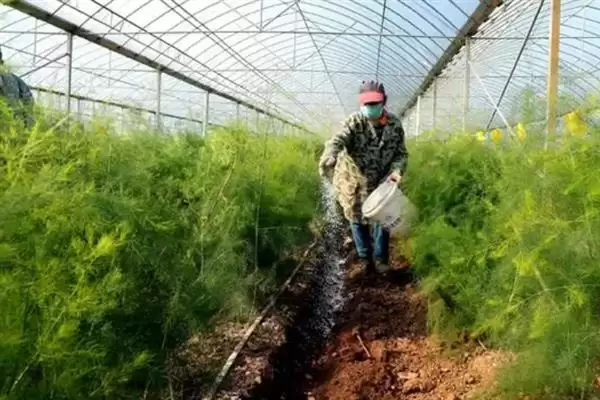 图片[7]-芦笋种植为啥通常在春季？-会东网