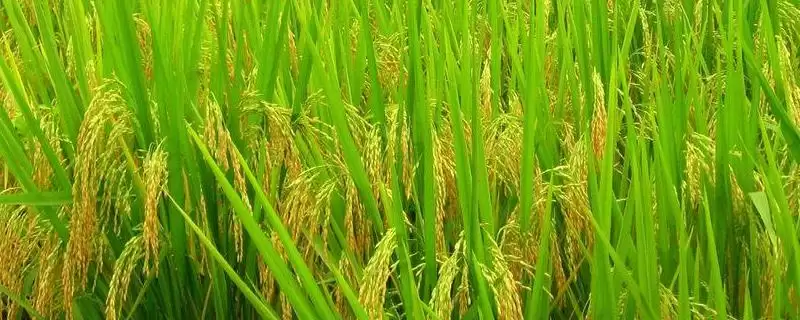 南新银占水稻品种为啥是感温型常规稻品种？-会东网