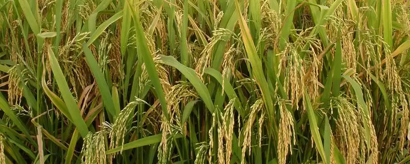 澜达A水稻播种有啥要点？两期父本隔7天播种-会东网