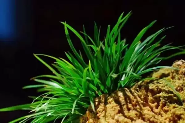 图片[2]-佩兰石菖蒲为啥属于天南星科多年生草本植物？-会东网