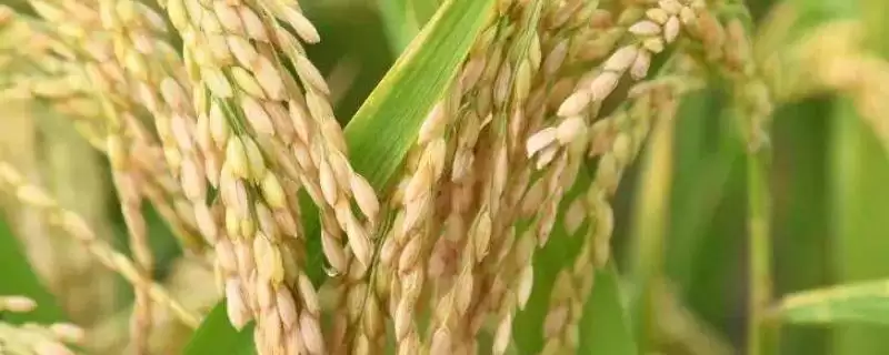 泸优100水稻种子每亩有效穗数18.0万有啥作用?-会东网