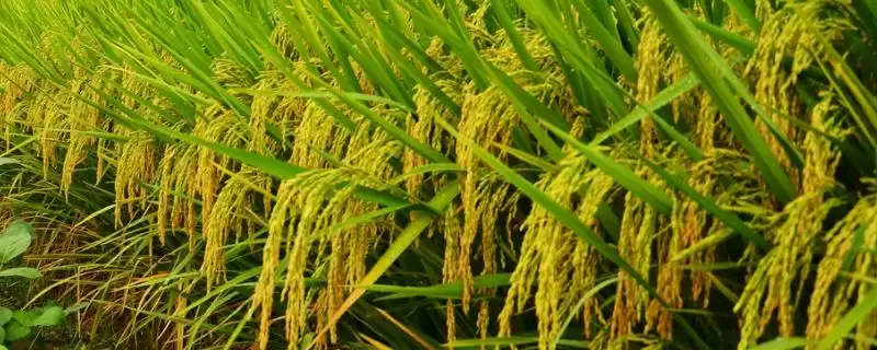 莲汇3861主茎叶片情况？主茎11片叶，掌握水稻特征-会东网