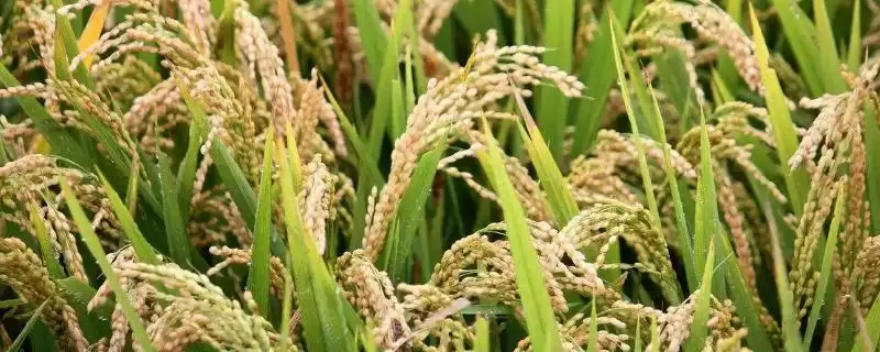 荃两优2118水稻种子3月下旬至4月初为啥播种?-会东网