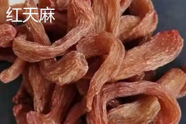 图片[2]-品质好的天麻种子红天麻、绿天麻等为啥好？-会东网