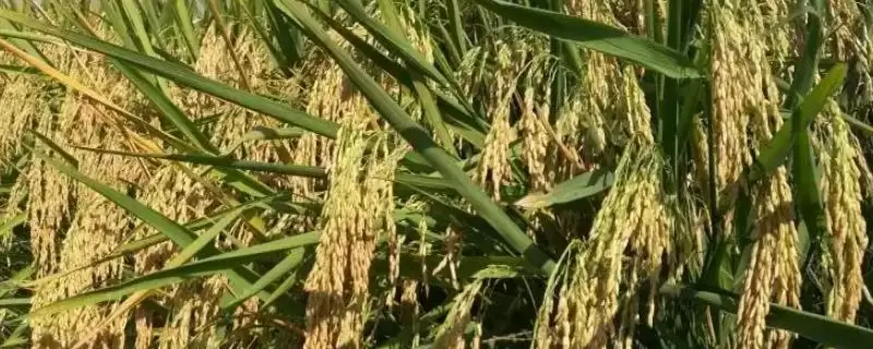 隆优1715水稻品种为啥是中晚熟“两系”杂交粳稻品种?-会东网