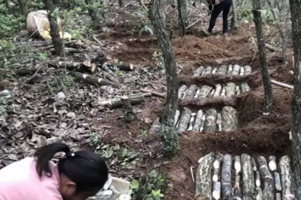 图片[6]-品质好的天麻种子红天麻、绿天麻等为啥好？-会东网