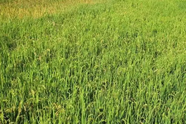 图片[3]-龙粳1656主茎有多少叶？主茎12片叶，熟悉水稻特征-会东网