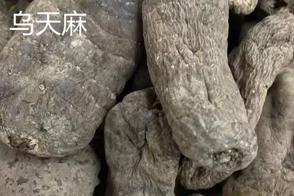 图片[4]-品质好的天麻种子红天麻、绿天麻等为啥好？-会东网