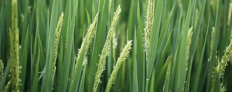 龙庆稻4号主茎叶片情况？主茎11片叶，掌握水稻特性-会东网