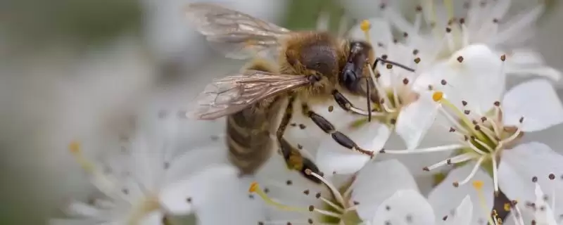 蜜蜂授粉比人工授粉效率高在哪?-会东网