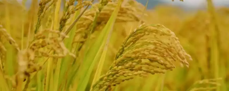 南粳51水稻品种每亩大田用种量3-4公斤为啥？-会东网
