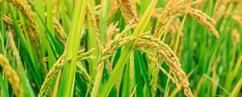 科优16全生育期多长？118-148天，了解生育周期-会东网