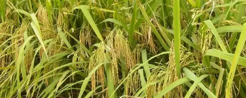 金香香占水稻有啥特征?基部叶鞘绿色,认识特点-会东网