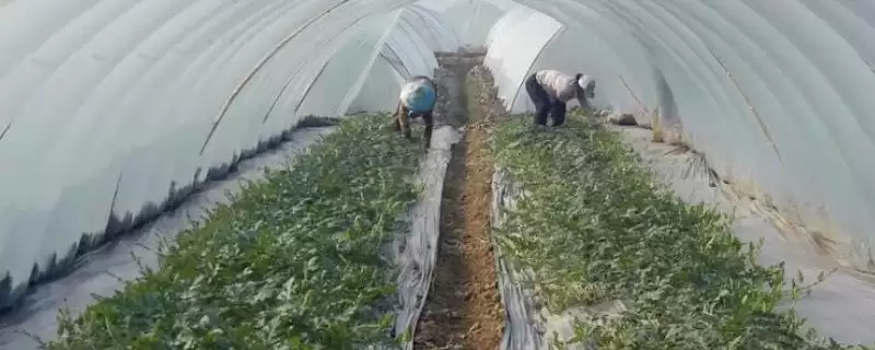冷棚适合种植啥项目?北方地区常适用,项目推荐-会东网