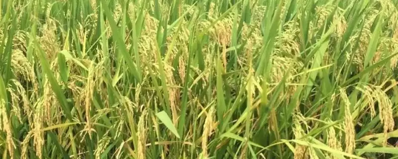泸优明占水稻种子插植密度20厘米×23厘米为啥?-会东网