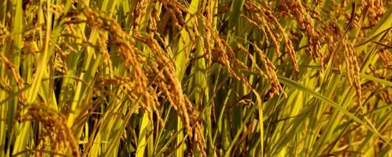 巨基14是啥水稻品种？香稻品种，感受独特米香-会东网