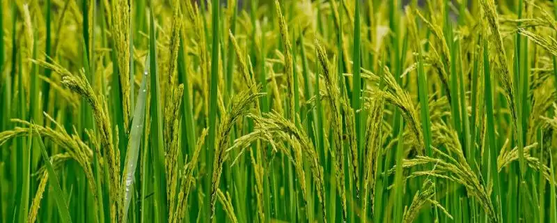 金稻优368水稻品种6月底至7月上旬为啥播种？-会东网