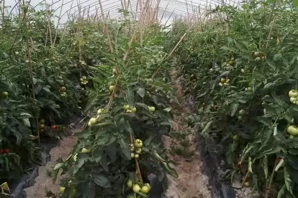 图片[4]-冷棚适合种植啥项目？北方地区常适用，项目推荐-会东网