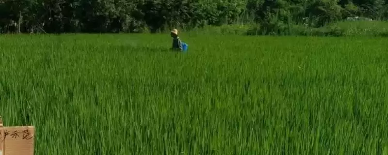 灵斯科丹对水稻有无药害？用量合理无药害，放心使用-会东网