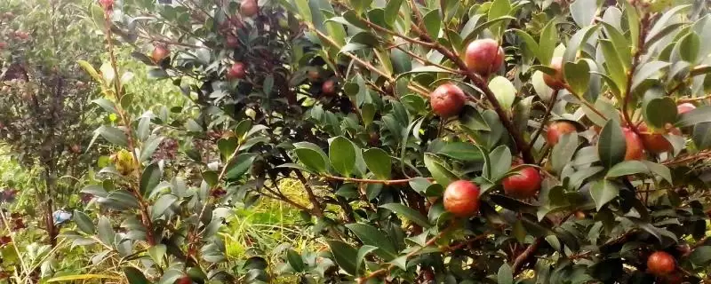 品质好的油茶苗小果油茶、攸县油茶为啥好？-会东网