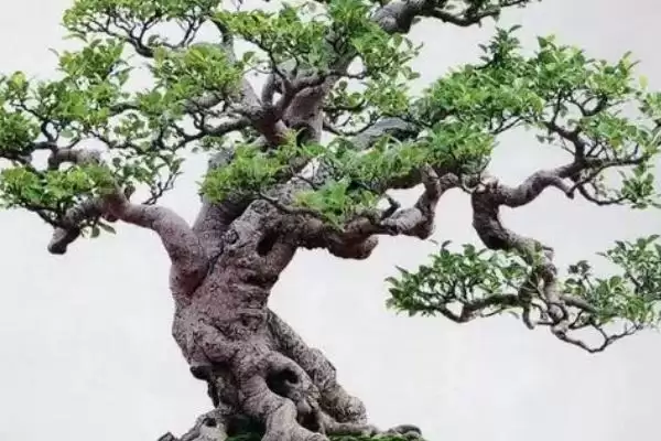 图片[2]-榕树种子为啥不进入土壤就可以发芽？-会东网