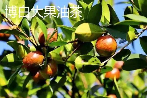 图片[5]-品质好的油茶苗小果油茶、攸县油茶为啥好？-会东网