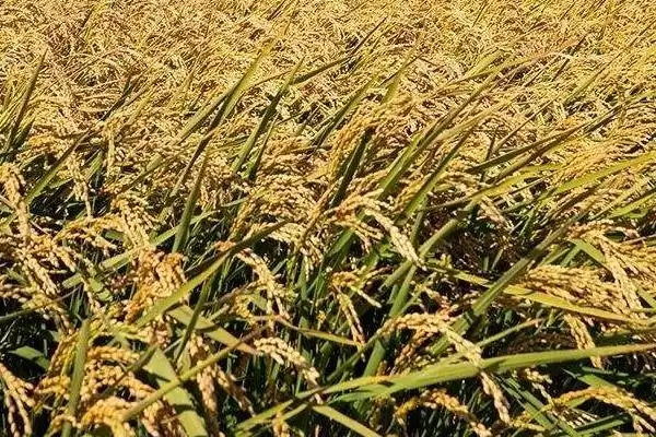 图片[4]-泸优明占水稻种子插植密度20厘米×23厘米为啥？-会东网
