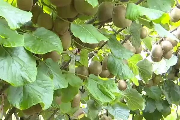 图片[5]-猕猴桃种植搭棚架后定植有啥好处？-会东网