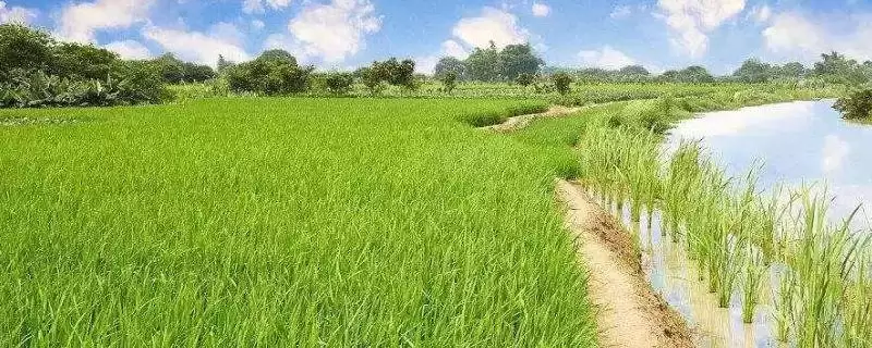龙稻16有啥特别？香稻品种，感受独特米香-会东网