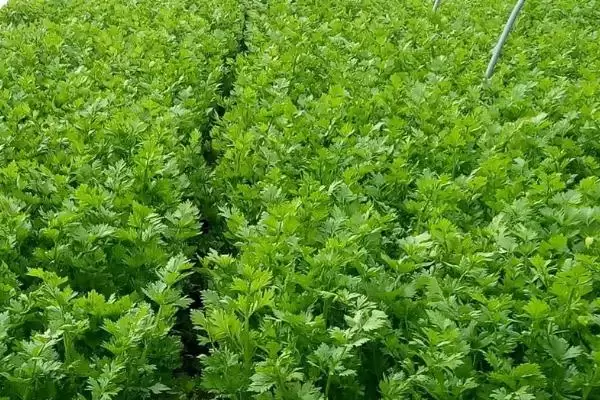 图片[2]-芹菜软化栽培堆土、围板软化法有啥优势？-会东网