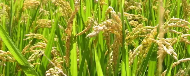 美油占水稻品种为啥是感温型常规稻品种?-会东网