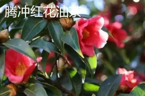 图片[6]-品质好的油茶苗小果油茶、攸县油茶为啥好？-会东网