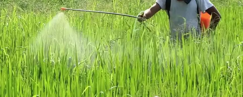 喷农药喷药6小时就产生药效是真的吗？-会东网