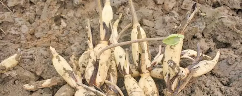 莲藕定植不发棵是为啥?无性繁殖作物,探究原因-会东网