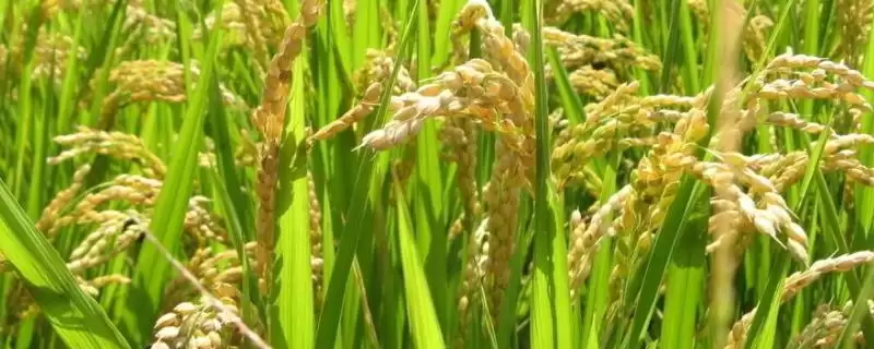 两优119是啥水稻品种？中籼两系杂交水稻品种-会东网