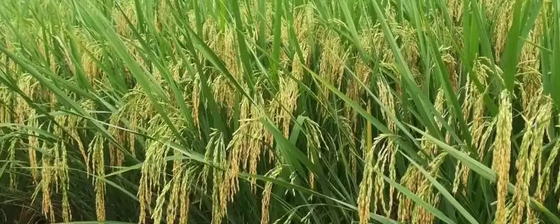 萍两优航1573水稻种子每亩秧田播10千克种子为啥?-会东网