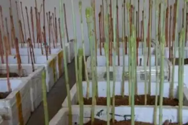 图片[7]-品质好的天麻种子红天麻、绿天麻等为啥好？-会东网