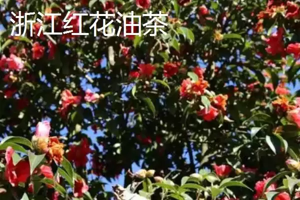 图片[4]-品质好的油茶苗小果油茶、攸县油茶为啥好？-会东网