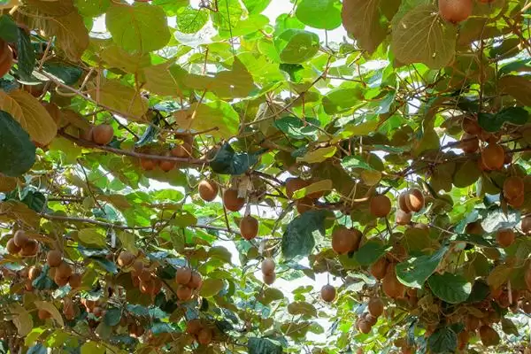 图片[2]-猕猴桃种植搭棚架后定植有啥好处？-会东网