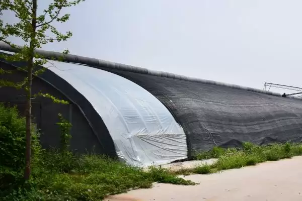 图片[4]-蓝花楹叶子为啥掉光？温度不适可能是主因-会东网
