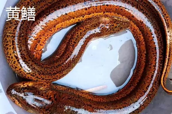 图片[3]-泥鳅和黄鳝不属于同一品种外观有啥区别？-会东网
