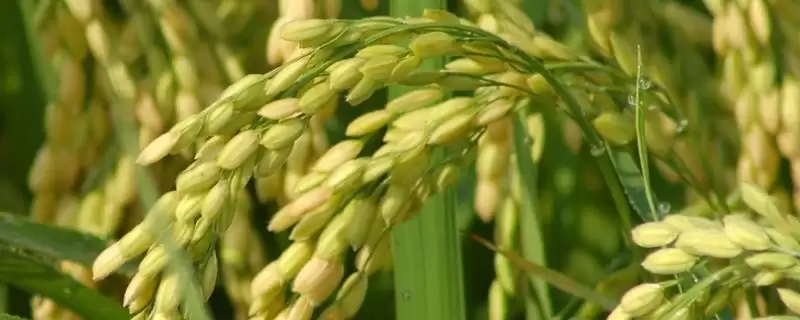 玖两优164有效穗数多少？18.1万，预估产量情况-会东网