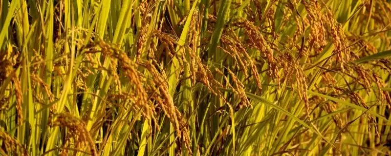 南两优黑1号水稻种子为啥要特别注意防治白叶枯病?-会东网