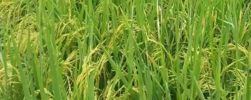 懒人稻适合在哪种植?长江以南地区,选对种植区域-会东网