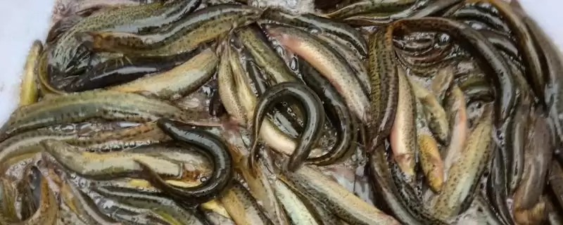 泥鳅和黄鳝不属于同一品种外观有啥区别?-会东网