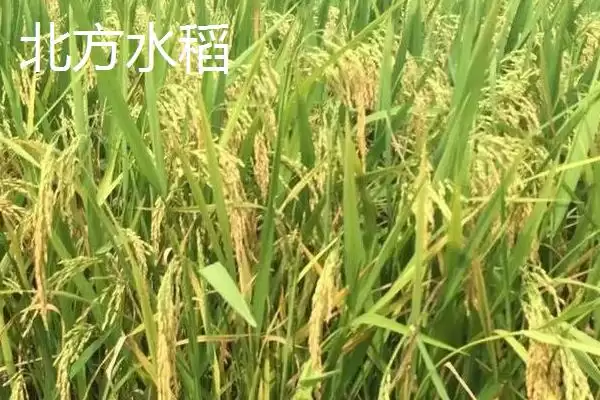 图片[3]-南方水稻和北方水稻熟制和品种有啥不同？-会东网