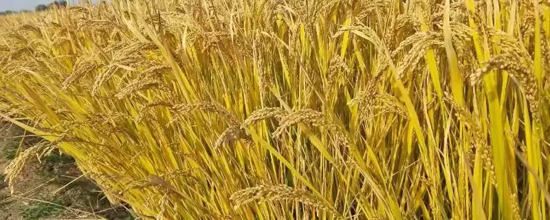 南粳2728品种为啥属于中熟中粳稻品种？-会东网